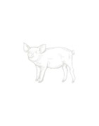 Les terrines fraîches